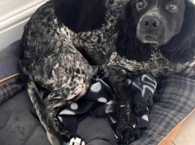 3 year old cocker spaniel for sale in Wetherby, West Yorkshire