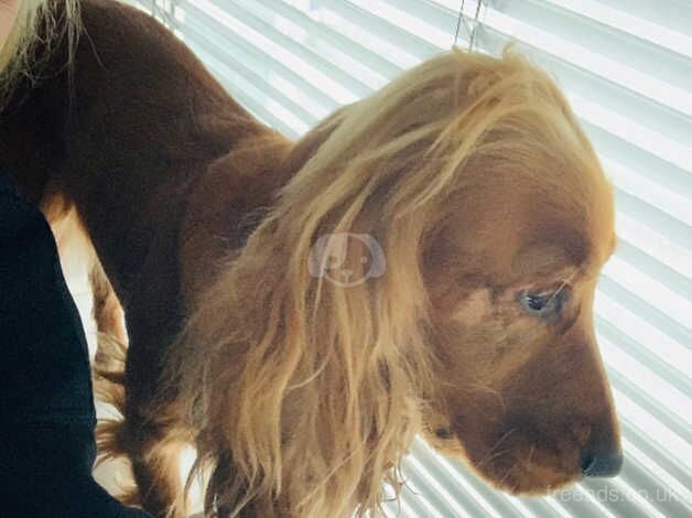 *3 Years Old Cocker Spaniel Girl for Adoption* for sale in Newtownards, Ards