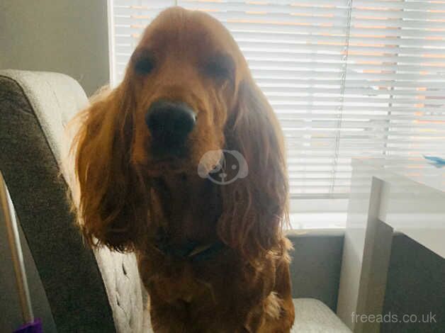 *3 years old Cocker Spaniel girl* for sale in Newtownards, Ards