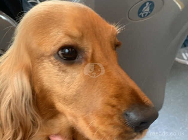 *3 years old Cocker Spaniel girl* for sale in Newtownards, Ards - Image 2