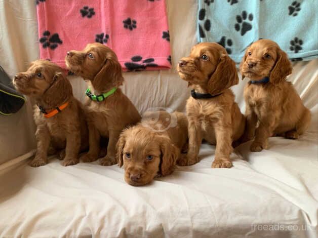 3girls,2boys stunning cocker spaniel for sale in Ingatestone, Essex - Image 1