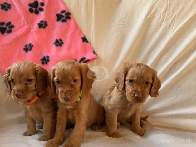 3girls,2boys stunning cocker spaniel for sale in Ingatestone, Essex - Image 2