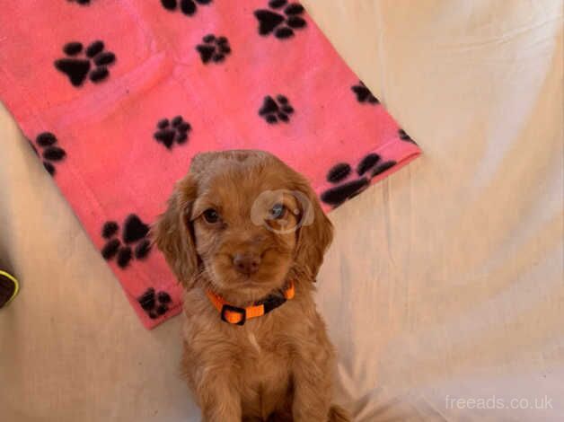 3girls,2boys stunning cocker spaniel for sale in Ingatestone, Essex - Image 3