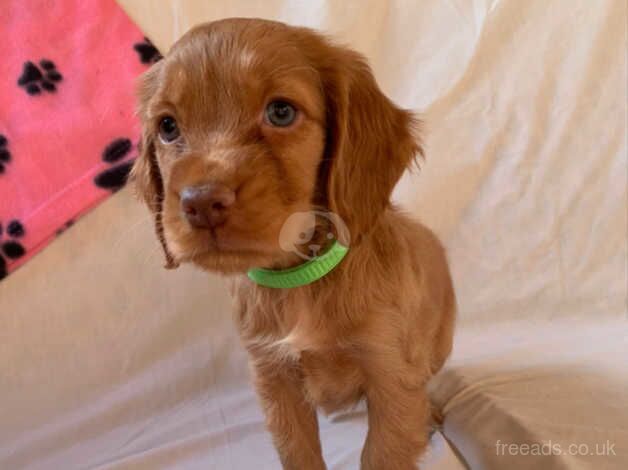 Cocker Spaniel Puppies for sale