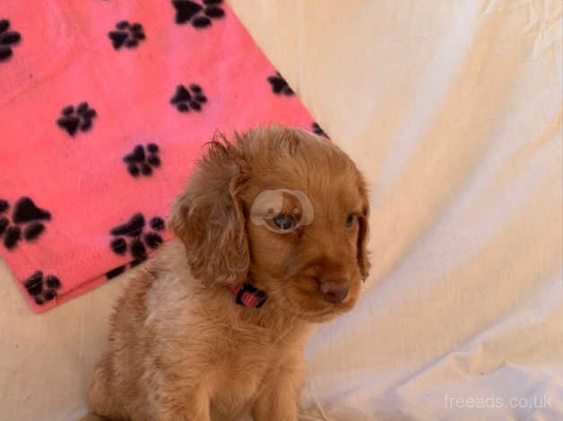 3girls,2boys stunning cocker spaniel for sale in Ingatestone, Essex - Image 5