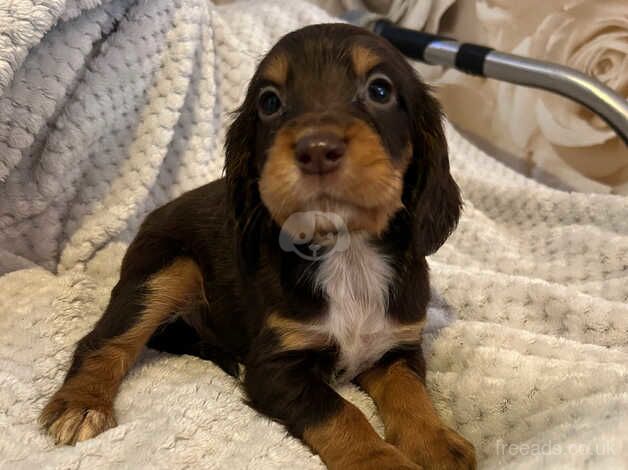 4 beautiful cocker spaniel puppies for sale in Hornchurch, Havering, Greater London - Image 1