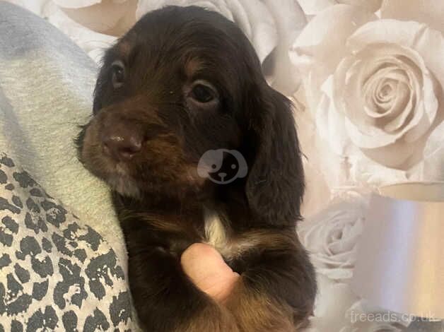 4 beautiful cocker spaniel puppies for sale in Hornchurch, Havering, Greater London - Image 3