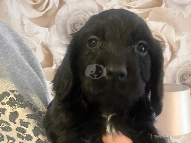 4 beautiful cocker spaniel puppies for sale in Hornchurch, Havering, Greater London - Image 4