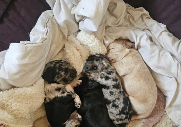 Cocker Spaniels for sale in Reading, Berkshire