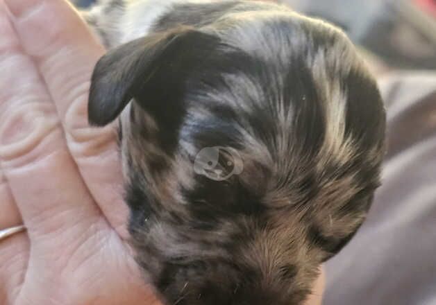 Cocker Spaniel Puppies for sale in Berkshire