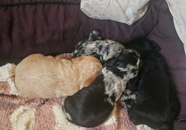 Cocker Spaniel Puppies for sale