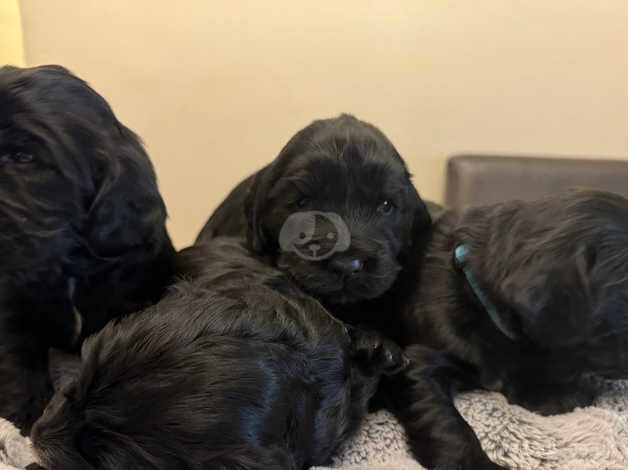 4 Male Cocker Spaniel Puppies for sale in Newham, Northumberland