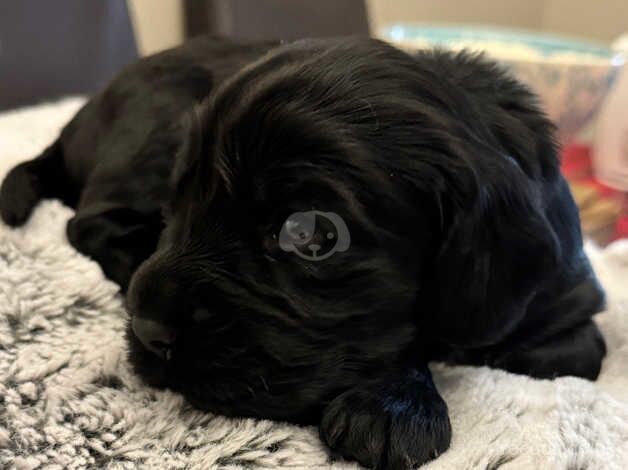 Cocker Spaniel Puppies for sale in Northumberland