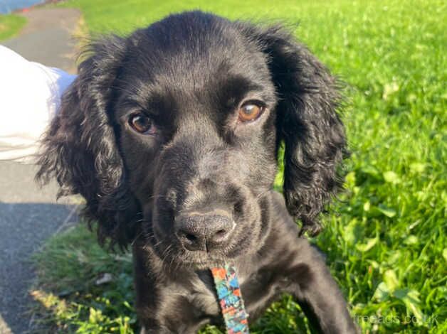 4 month old cocker spaniel for sale in Chorley, Lancashire - Image 1