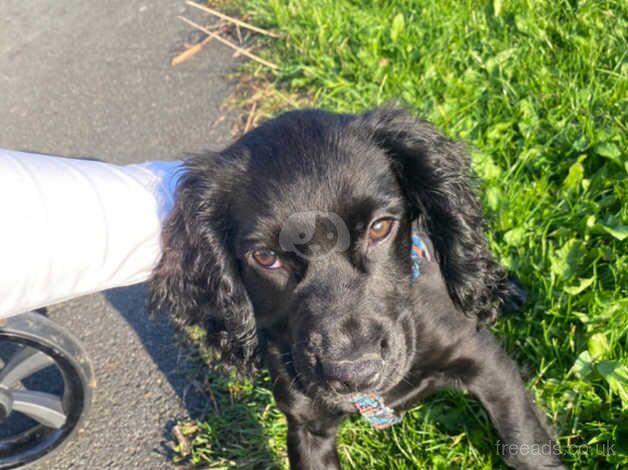 4 month old cocker spaniel for sale in Chorley, Lancashire - Image 2