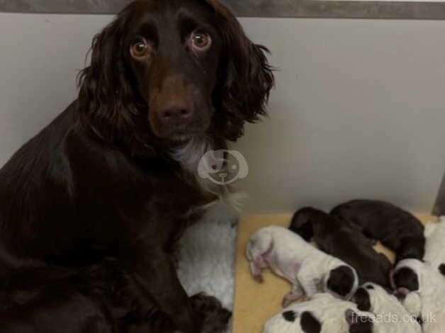 4 month old cocker spaniel for sale in Chorley, Lancashire - Image 3