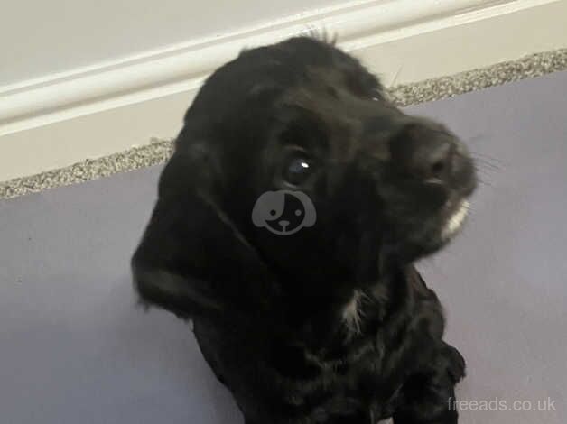 4 Stunning Cocker Spaniels for sale in Doncaster, South Yorkshire - Image 4