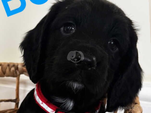 4 STUNNING PUPPIES READY TO GO for sale in Maidstone, Kent - Image 2