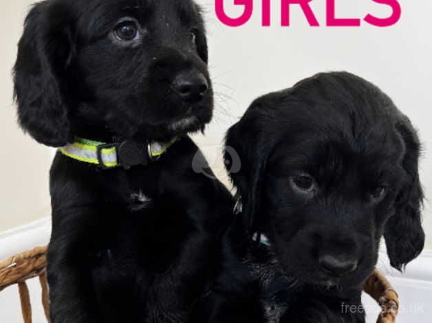 Cocker Spaniel Puppies for sale in Kent