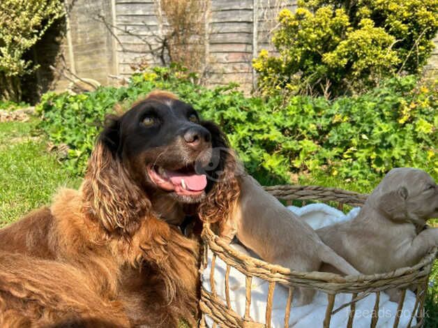 Cocker Spaniel Puppies for sale