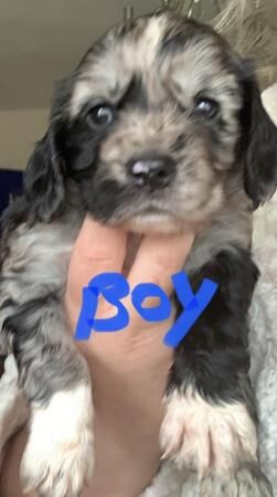 4 week old cocker spaniel pups 5 female 2 male for sale in Doncaster, South Yorkshire - Image 2