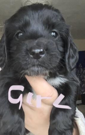 4 week old cocker spaniel pups 5 female 2 male for sale in Doncaster, South Yorkshire - Image 3