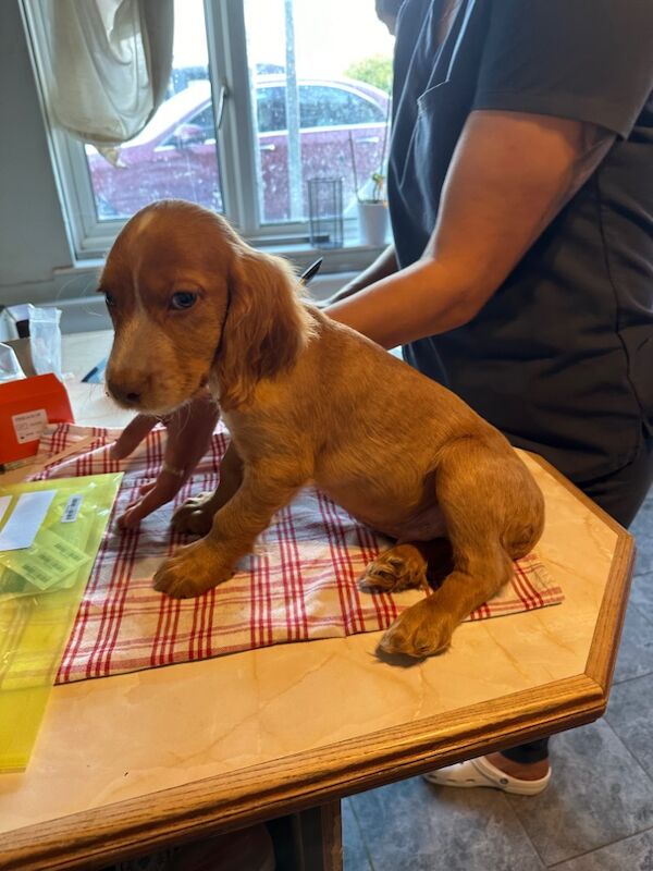 £400 Cocker spaniel ready today for sale in Peterborough, Cambridgeshire - Image 5