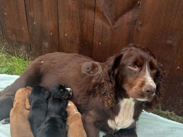 5 beautiful cocker spaniel puppies for sale in Wingate, County Durham