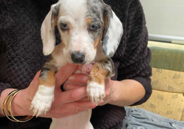 5 beautiful miniature dachshund puppies for sale in Milton Keynes, Buckinghamshire