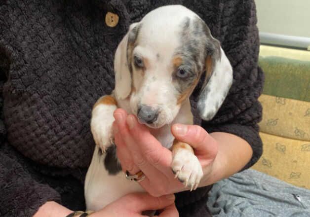 5 beautiful miniature dachshund puppies for sale in Milton Keynes, Buckinghamshire - Image 2