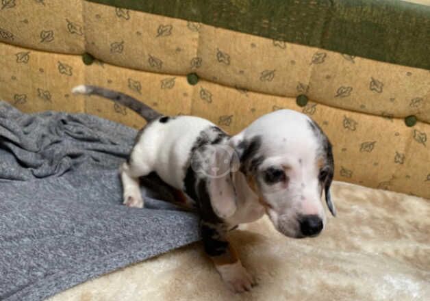 5 beautiful miniature dachshund puppies for sale in Milton Keynes, Buckinghamshire - Image 3