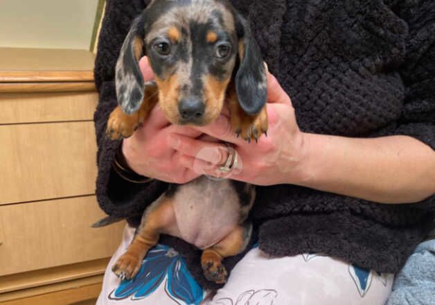 5 beautiful miniature dachshund puppies for sale in Milton Keynes, Buckinghamshire - Image 4