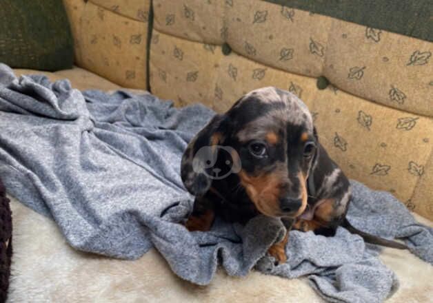 5 beautiful miniature dachshund puppies for sale in Milton Keynes, Buckinghamshire - Image 5