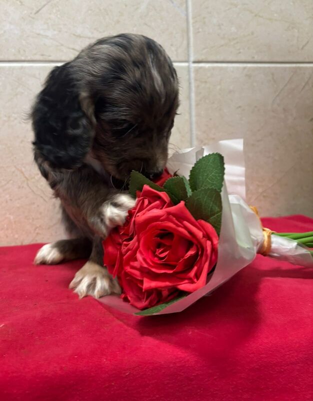 2 beautiful working cocker spaniel puppies for sale in Northamptonshire - Image 6