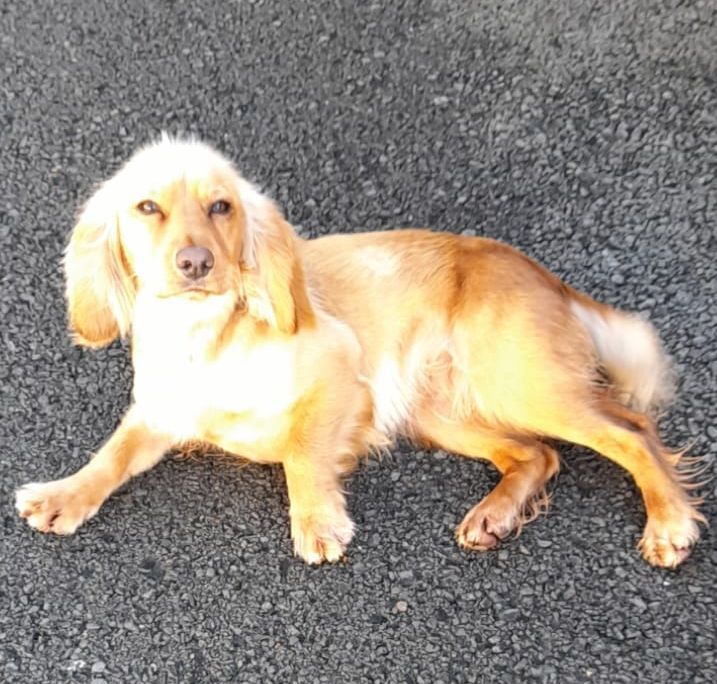 2 beautiful working cocker spaniel puppies for sale in Northamptonshire - Image 7