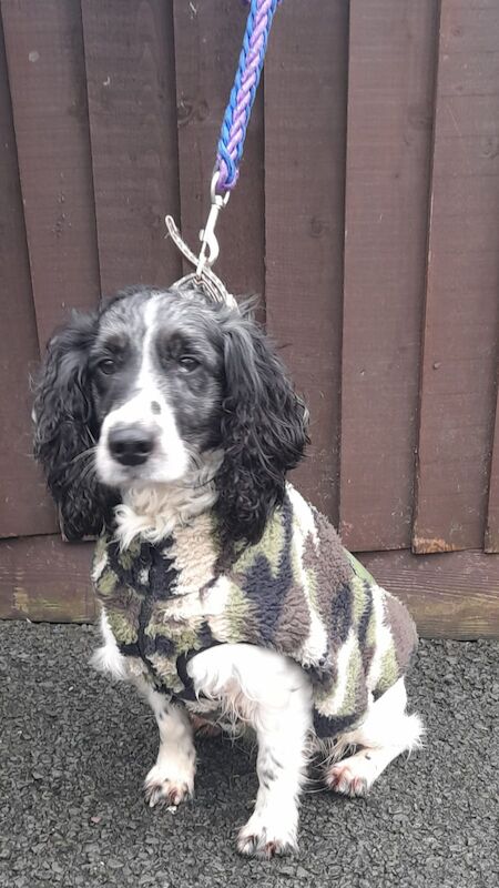 2 beautiful working cocker spaniel puppies for sale in Northamptonshire - Image 8