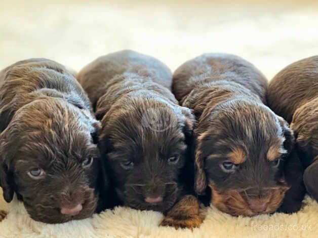 5 BEAUTIFUL WORKING COCKER SPANIELS. CHOC AND TAN for sale in Doncaster, South Yorkshire