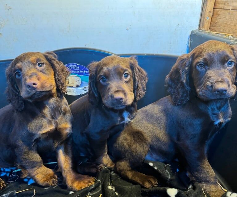 5 gorgeous Cocker Spaniel puppies for sale in Ivybridge, Devon