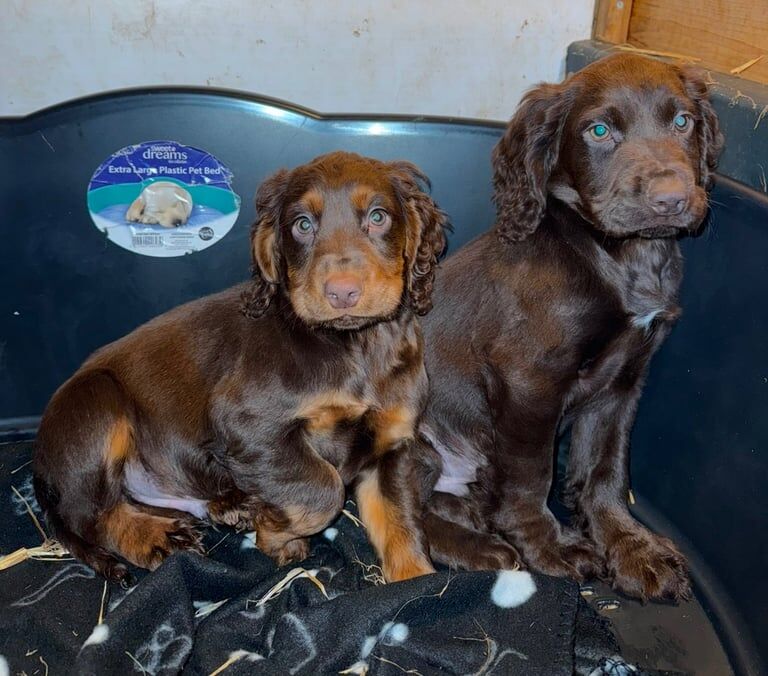 5 gorgeous Cocker Spaniel puppies for sale in Ivybridge, Devon - Image 2