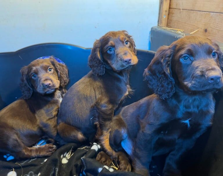 5 gorgeous Cocker Spaniel puppies for sale in Ivybridge, Devon - Image 3