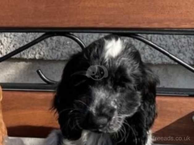 5 Month Old Roan Cocker Spaniel Puppies - Rosie & Sam for sale in Newry, Newry and Mourne - Image 2