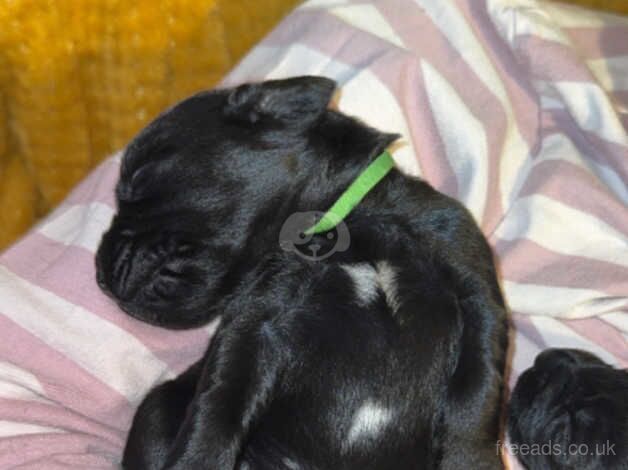 5 pups for sale in Mansfield, Nottinghamshire - Image 3