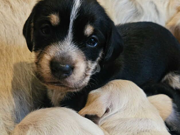 5 stunning Cocker Spaniels for sale in Dartford, Kent - Image 2