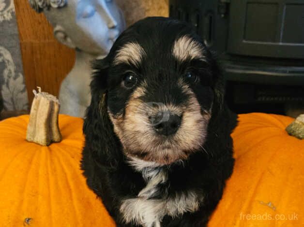 5 stunning Cocker Spaniels for sale in Dartford, Kent - Image 3