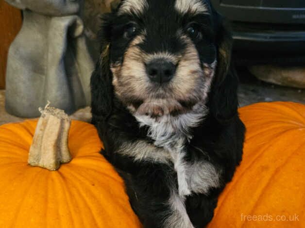 5 stunning Cocker Spaniels for sale in Dartford, Kent - Image 4