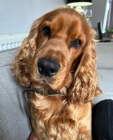 5 Year Old English Show Cocker Spaniel for sale in Stockport, Greater Manchester