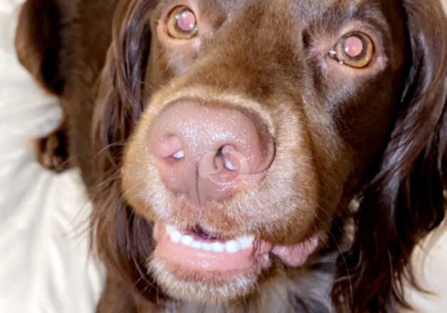 Cocker Spaniels for sale in Hartlepool, County Durham