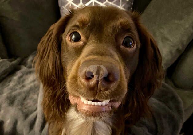 Cocker Spaniel Puppies for sale in County Durham