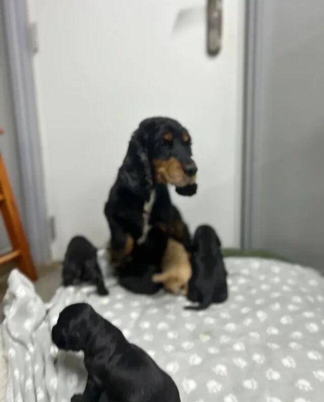 6 beautiful cocker spaniel for sale in Upwell, Norfolk