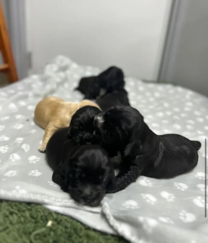 6 beautiful cocker spaniel for sale in Upwell, Norfolk - Image 2